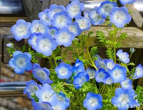 艰难度夏的花花草草们,又来了精气神儿,挥舞着绿色的手臂开始加速生长