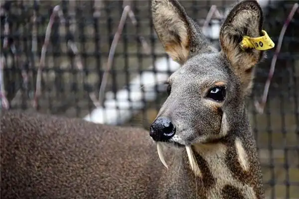 世界上最香的动物 麝是世界上最香的动物国家保护动物