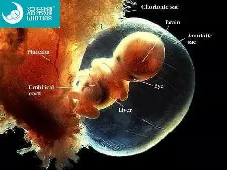 胎盘早期剥离的产妇,羊水里面有胎儿细胞等物质,容易从胎盘进入到静脉