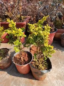 黄金桧柏 也称金羽石化桧 庭院盆栽 金叶凤尾柏 柏树盆景包邮