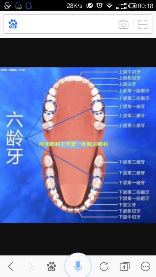 六龄齿,您了解吗?