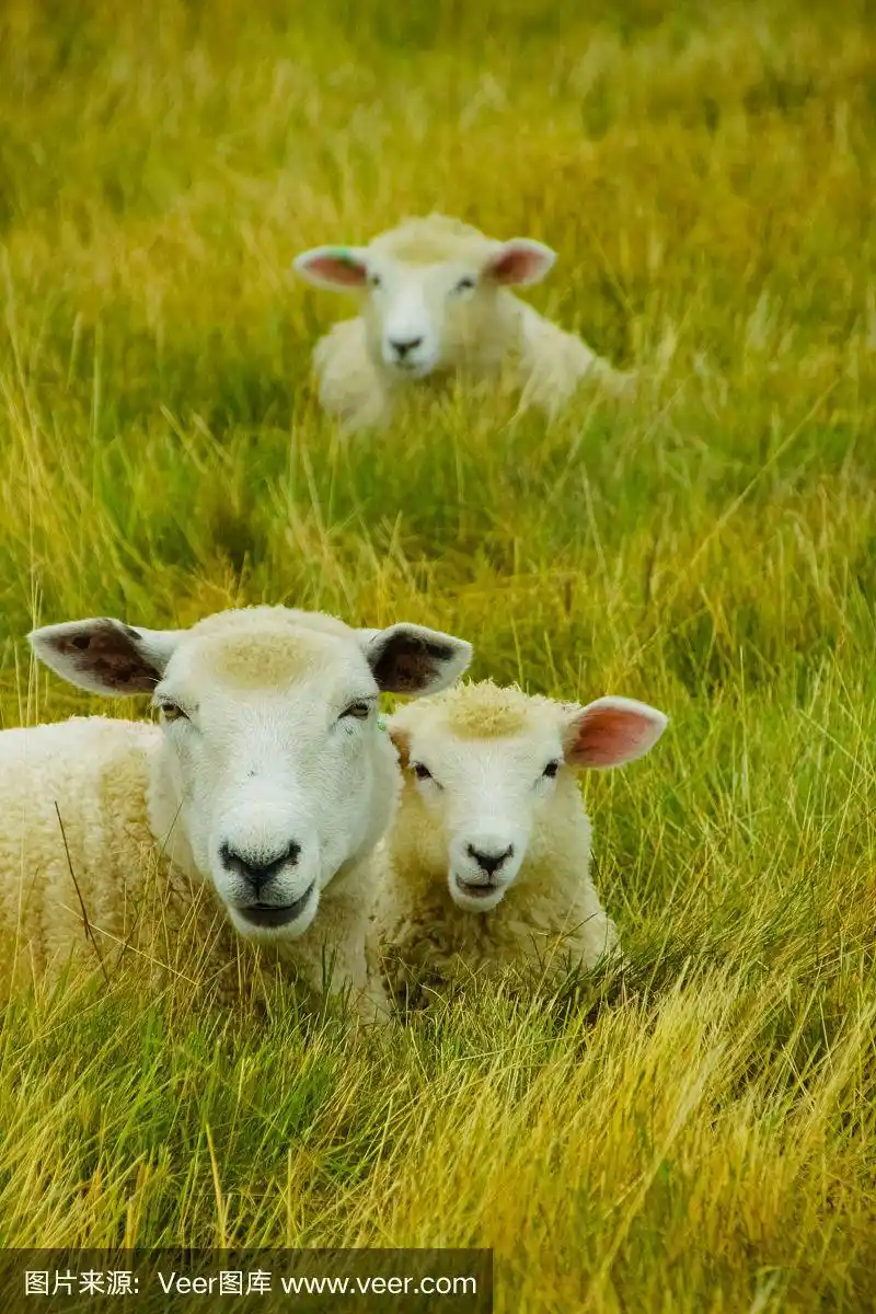 三只羊和草