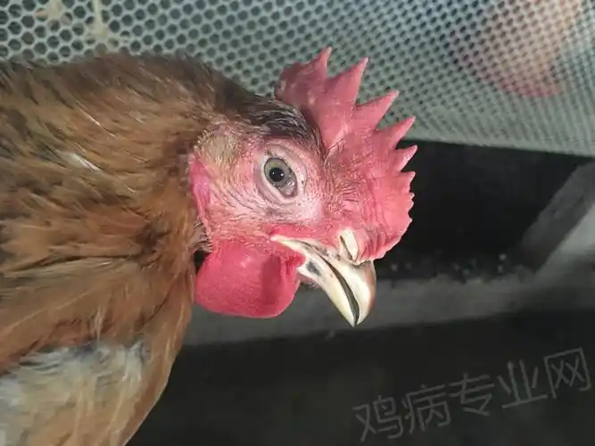 鸡像喝酒了一样脸红啥情况