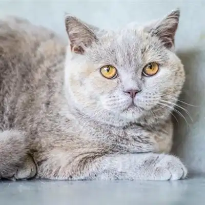 可爱英短猫咪头像图片