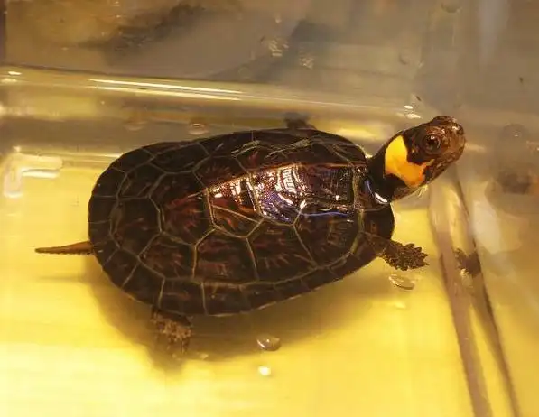 是一种小型的水龟,棕色,头部的两侧各有一处明显黄色,橙色或略带红色