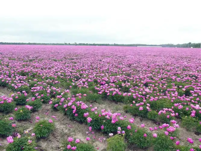 观赏千亩芍药园