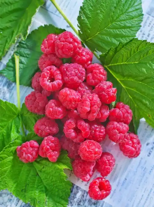 盘点那些罕见的奇葩水果,你们有吃过哪个?闪文推荐