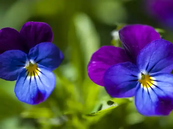 三色堇,蓝色和紫色的花瓣 壁纸