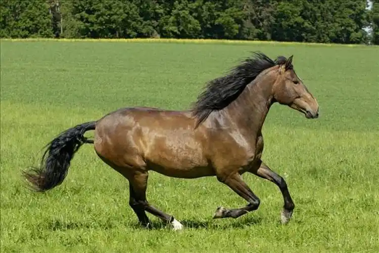 伊比利亚,马,驰骋,草地_高清图片_全景视觉