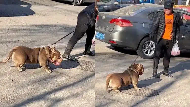 辽宁一狗狗赖大街不走,主人怎么拉扯也纹丝不动,笑翻网友