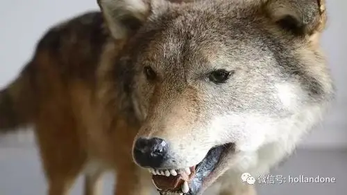 狗嘴里吐不出象牙,但是狼嘴可以!