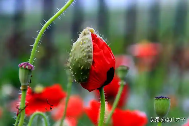 26禁毒晚会诗朗诵《滴血的罂粟花》_毒素_儿子_因为
