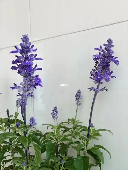 鼠尾草花语爱护家庭善良坚定