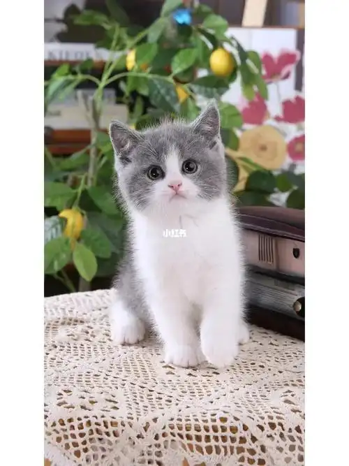 英短蓝白猫妹妹满背五粉优价18k