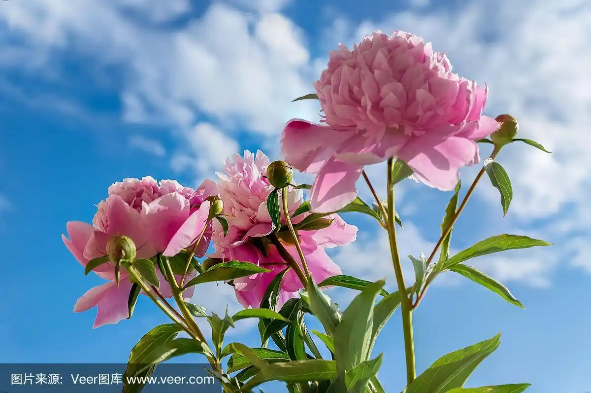 蓝天背景下的牡丹.