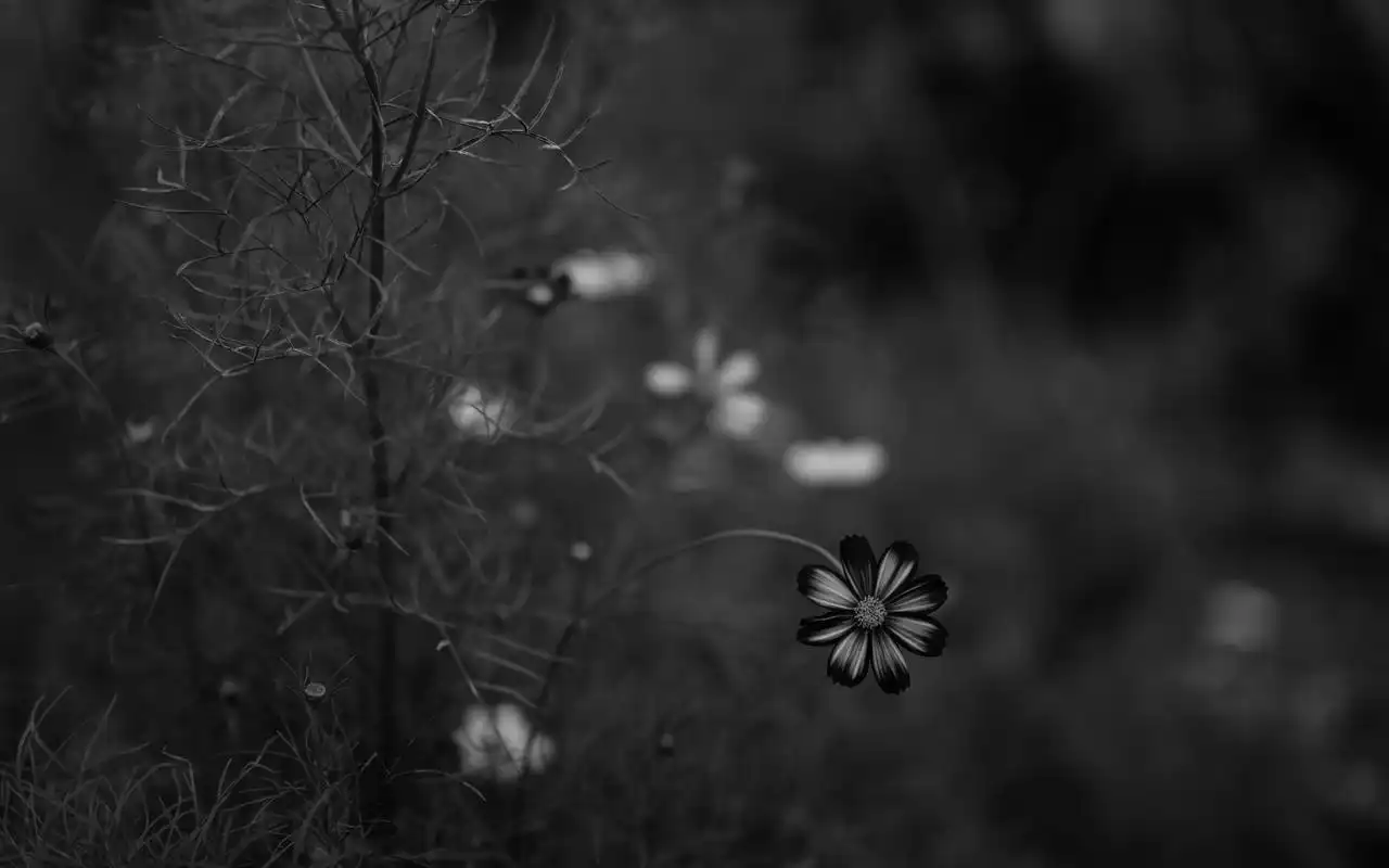清新植物花卉高清图片桌面壁纸