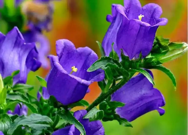 唯美不似人间种——明丽优雅的风铃草