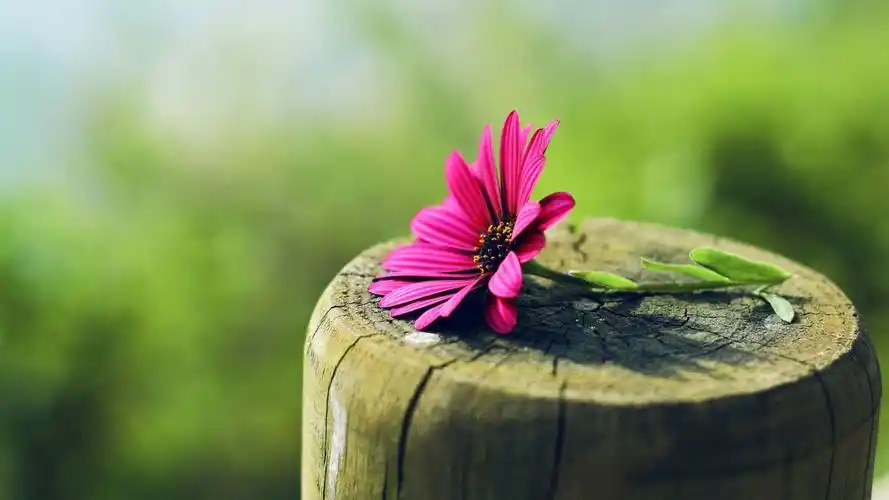 简单护眼的美景素材_风景壁纸