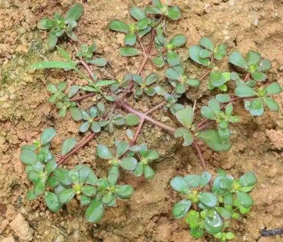 春天可以吃的野菜有哪些?春天野菜食用时需要注意什么?
