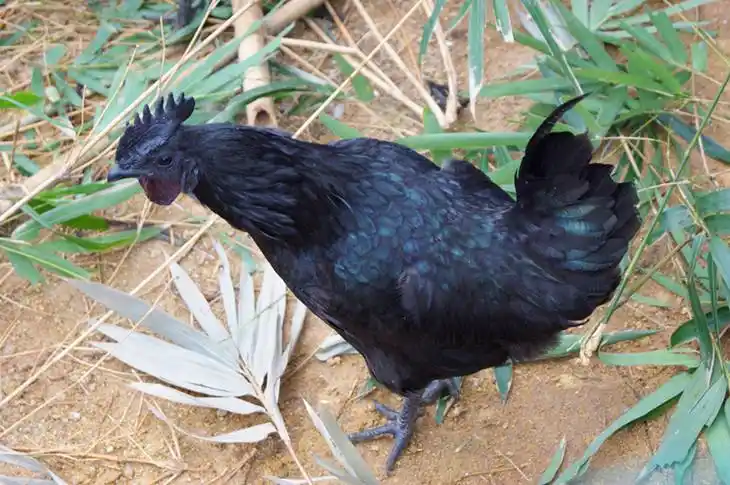 五黑鸡又名明代黑毛乌骨鸡,是我国稀有珍禽.现有1300多年的养殖历史.