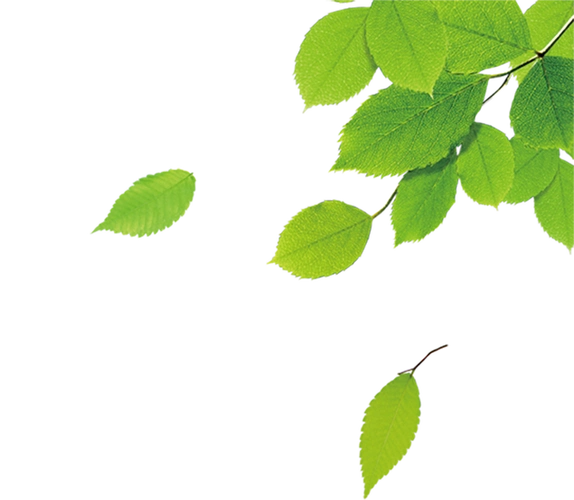 边角修饰叶子绿叶免抠图打包下载(15张),ppt素材 - 51ppt模板网