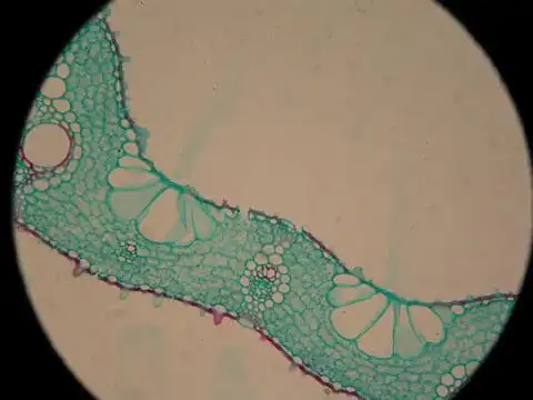 水稻叶横切面示泡状细胞