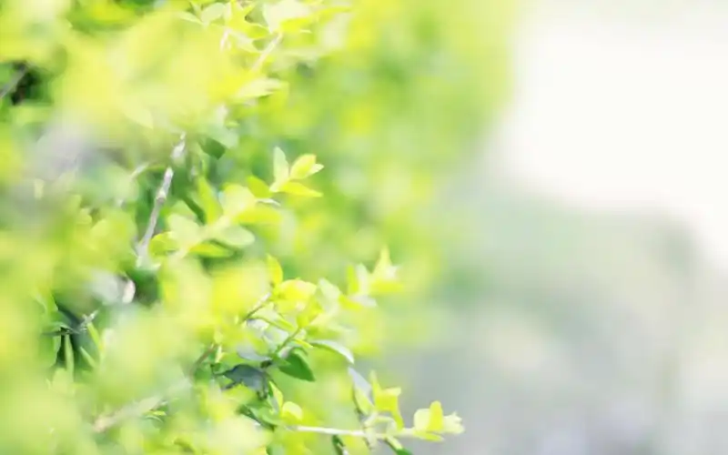 小清新绿色树叶护眼图片桌面壁纸