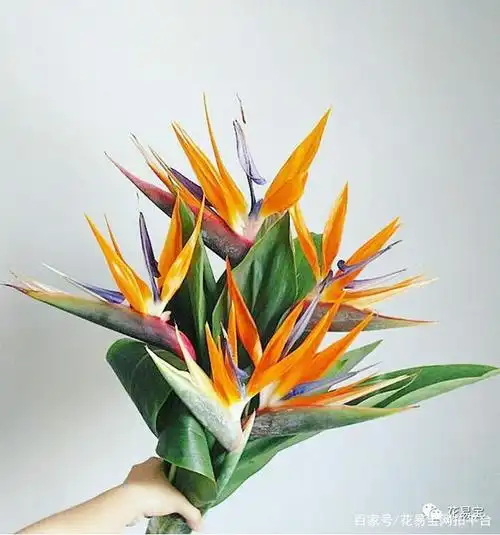 天堂鸟又叫鹤望兰,适合送给老师,祝福老师幸福吉祥,感恩老师的谆谆