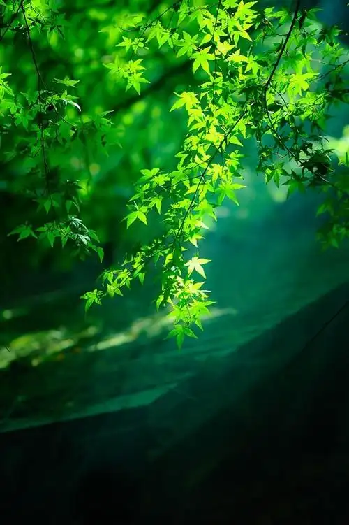 森系清新意境风景图片