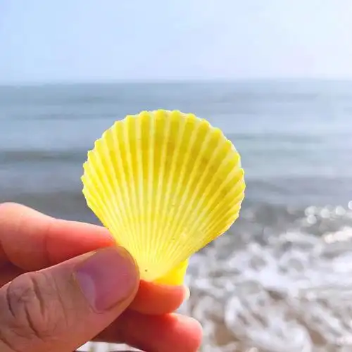彩色贝壳彩贝扇形贝天然海螺小贝壳家装贝壳墙贴地台婚庆装饰画摆