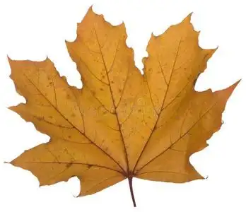 黄色的枫树叶子向一白色的b一ckground是(be的三单形式指已提到的人最