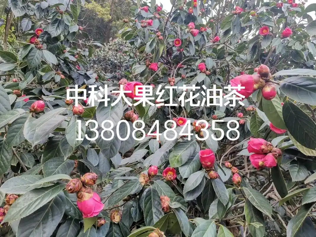 中科大果红花油茶展示