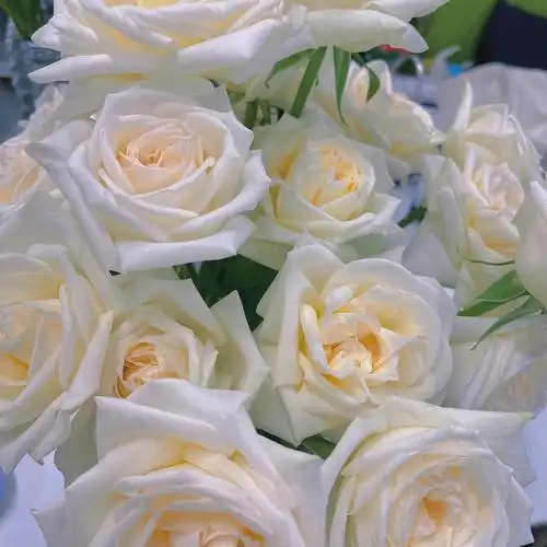 白玫瑰与粉玫瑰