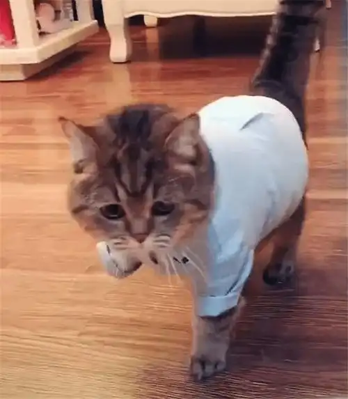 猫咪突然走路一瘸一拐,像受伤了一样,是怎么回事?