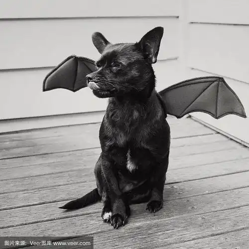 一只黑色的蝙蝠狗舔着他的脸