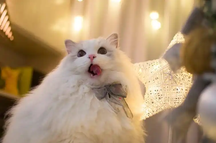 布偶猫米法圣诞节快乐