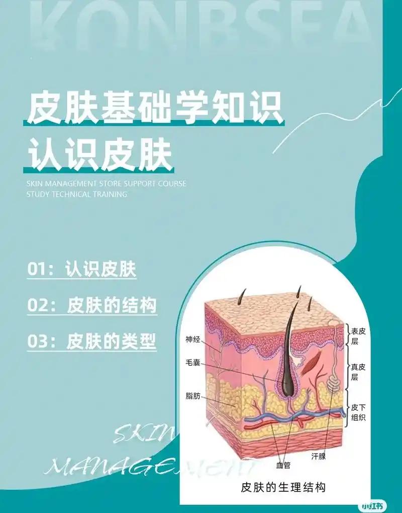 #皮肤基础学知识 认识皮肤 了解皮肤结构#问题肌肤管理 #皮 - 抖音
