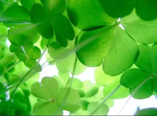 寻找到四叶草的人是不是真的能够幸福?