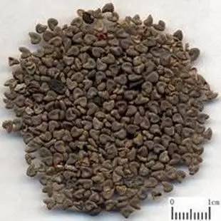 苘麻子500克苘实,野苎麻子,白麻子,冬葵子,青麻