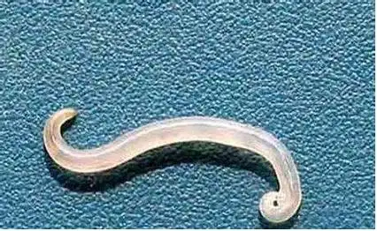 蛲虫会在夜间幼儿睡着之后,爬到肛门附近排卵,蛲虫爬进爬出,产生的