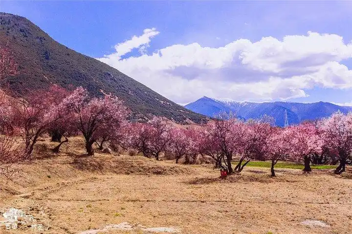 最美风景图片 桃花