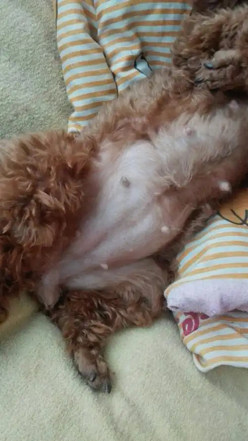 我家泰迪怀孕37天了肚子好大不知道有面有几只宝宝,请大家给我看看有