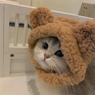 萌宠可爱的猫咪狗狗图片大全