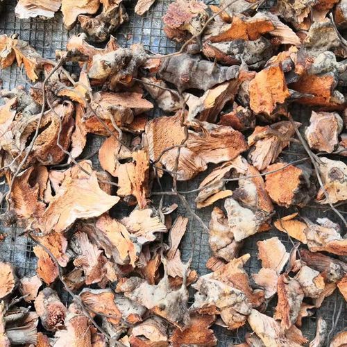 高山祛湿野生 金刚藤根 菝葜 金刚刺铁菱角乌鱼刺煮汤泡酒500包邮