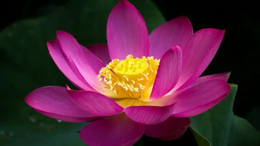 莲花,粉红色,花塘,壁纸