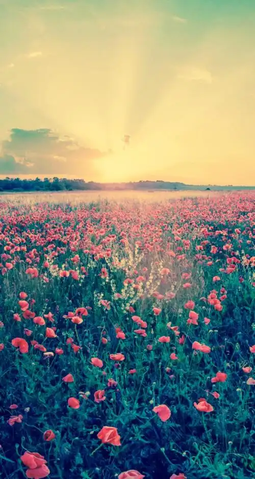 花海- 堆糖,美图壁纸兴趣社区