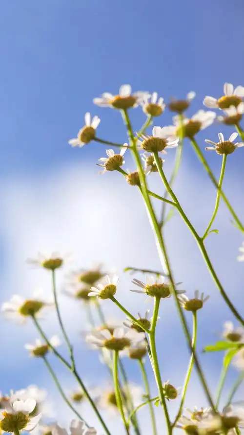 小清新护眼小花图片手机壁纸