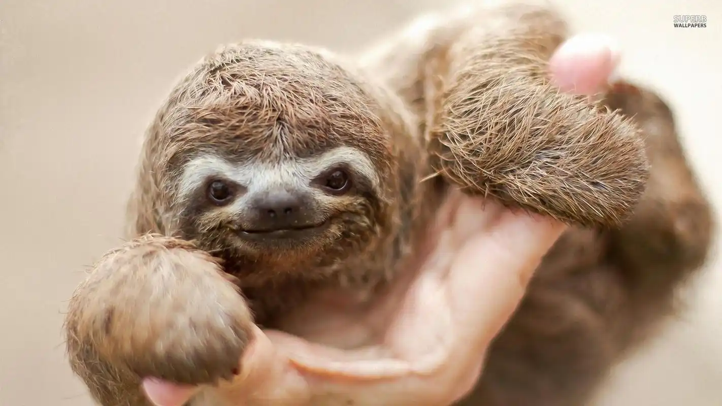 还记得疯狂动物城的那个萌萌哒的闪电树懒嘛?