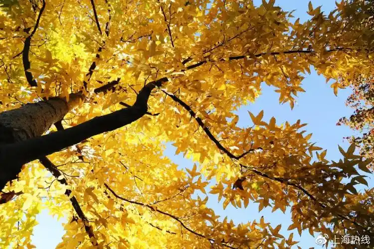 秋色温柔2021顾村公园金秋游园会如约而至预约方式看这里