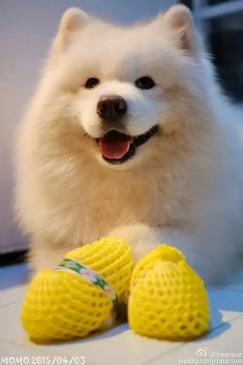 【大菇凉】【世界软肋】萨摩耶 momo @bearsun 可爱 萌宠 狗 动物 呆